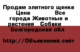 Продам элитного щенка › Цена ­ 30 000 - Все города Животные и растения » Собаки   . Белгородская обл.